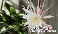 昙花如何养护才开花 如何促进昙花开花