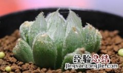 玉露多肉植物怎么养 玉露多肉植物养法