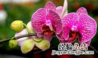 如何养蝴蝶兰 蝴蝶兰养护方法