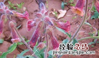 地黄怎么种植 地黄的种植方法