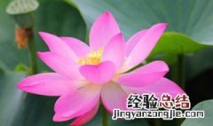 莲花寓意什么 莲花寓意介绍