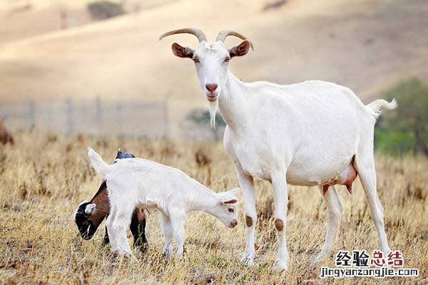 国产羊奶粉好还是进口羊奶粉好 真实对比结果看真知