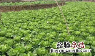 如何自己种白菜 怎么种植白菜