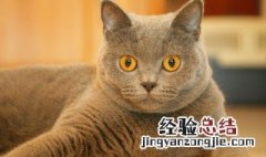 猫和老鼠里面的猫为什么抓不到老鼠 为什么在黑暗中猫能捉到老鼠