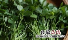 草籽菜学名 草籽菜是什么