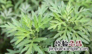 艾草放在房间里有什么作用 关于艾草放在房间里的作用