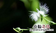 白鹭花的花语寓意及其传说 白鹭花长什么样子