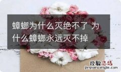 蟑螂为什么灭绝不了 为什么蟑螂永远灭不掉