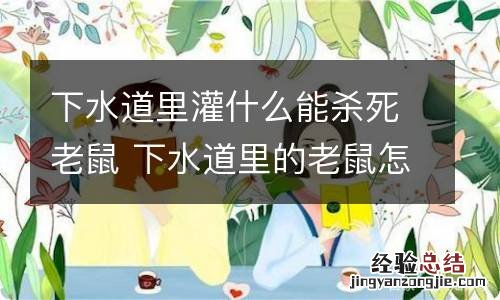 下水道里灌什么能杀死老鼠 下水道里的老鼠怎么杀死