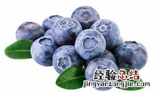 蓝莓盆栽养殖方法和注意事项大全 蓝莓盆栽养殖方法和注意事项