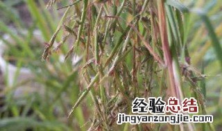 香草和香茅草有区别吗 香草和香茅草有区别吗图片