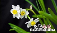 双托水仙花和单托水仙花的区别 水仙花双托什么意思