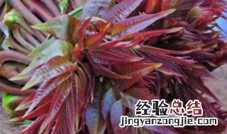 香椿的吃法与禁忌 香椿怎么吃
