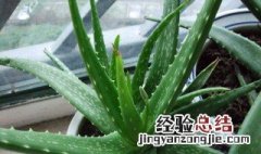 芦荟摆放家里禁忌 芦荟摆放家里禁忌介绍