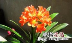 室内什么花最好养 适合室内养的花介绍