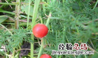 天冬种植方法 种植天冬的步骤