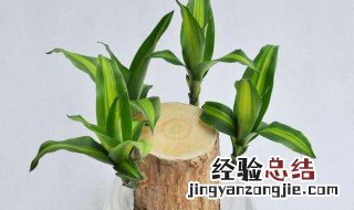 八种植物招财又旺宅 招财又旺宅的八种植物介绍