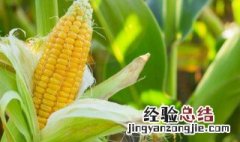 中科玉505玉米种简介 玉米种中科玉505简介