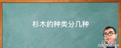 杉木的种类分几种