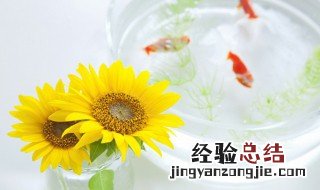 锦鲤一般养几条最好 锦鲤是什么鱼