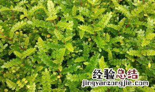 胡椒木的养殖方法和注意事项 胡椒木的正确养殖方法介绍