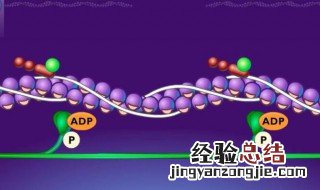 长肌肉的原理是什么 肌肉为什么会长出来