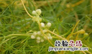 菟丝子的危害极大 为什么豆子就怕菟丝缠