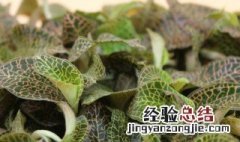 金线莲种植技术方法 金线莲如何种植