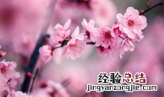 梅花的寓意介绍和象征 梅花的寓意介绍