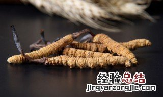 新鲜虫草怎么储存 新鲜虫草怎么储存和使用