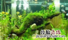 鱼缸保温要怎样做 鱼缸保温方法