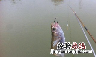 钓鱼用红虫穿钩方法和技巧 钓鱼用红虫穿钩方法