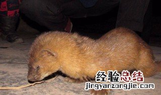 黄鼠狼进宅有什么寓意 黄鼠狼进宅的寓意介绍