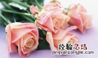 春节送鲜花代表了什么特殊的寓意 春节送鲜花代表了什么特殊的寓意和象征