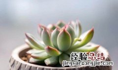 多肉植物用什么土最好 养多肉植物用什么土