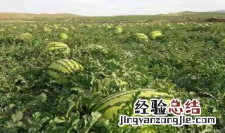 二茬瓜种植技巧 二茬瓜种植有什么技巧