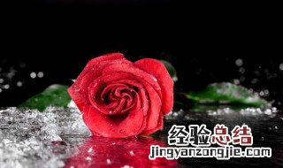 山茶花的寓意和花语 花的寓意和花语