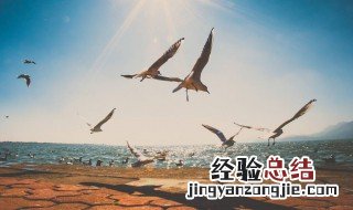 海鸥的象征意义 海鸥介绍