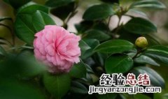 养殖茶花方法 怎么养殖茶花