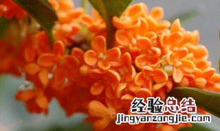 丹桂花怎么养 养丹桂花方法