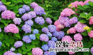 八仙花的养殖方法和注意事项 八仙花的养殖方法和注意事项有哪些