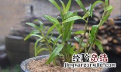 石斛种植方法 石斛怎么种植