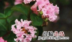 紫薇花的养殖方法和注意事项 紫薇花的正确养殖方法介绍