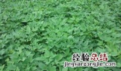 山芋怎么种植方法 山芋如何种