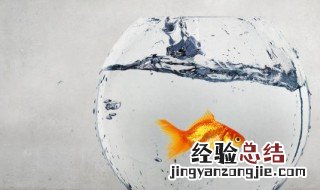 金鱼的养殖方法和注意事项 如何养殖金鱼呢