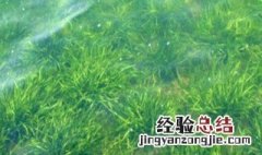 哪种水草产生氧气多 什么水草产生氧气多