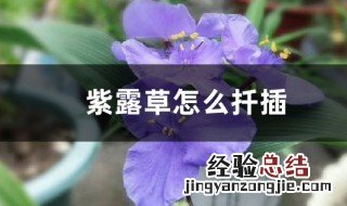 紫露草怎么扦插视频 紫露草怎么扦插