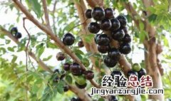 嘉宝果的种植方法 嘉宝果的种植方法简单介绍