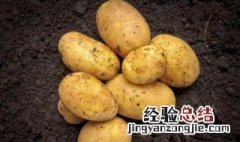 土豆应怎样保存 土豆的沙土保存方法