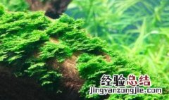 莫斯水草的种植方法 莫斯水草的种植方法和技术